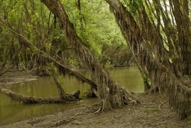 Archive | Serbie-Croatie-Hongrie : l'« Amazonie d'Europe », classée par l'Unesco